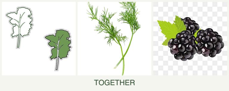 Can you plant kale, dill and blackberries together?