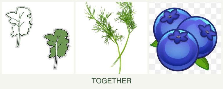 Can you plant kale, dill and blueberries together?