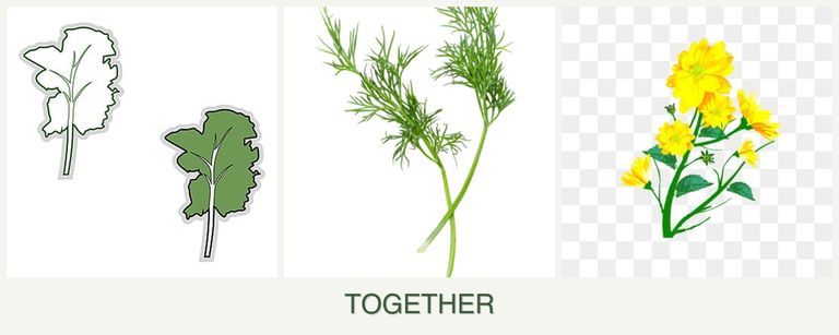 Can you plant kale, dill and calendula together?