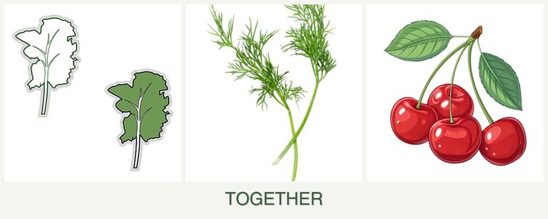 Can you plant kale, dill and cherries together?