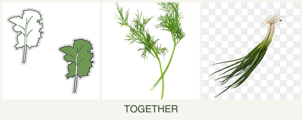Can you plant kale, dill and chives together?