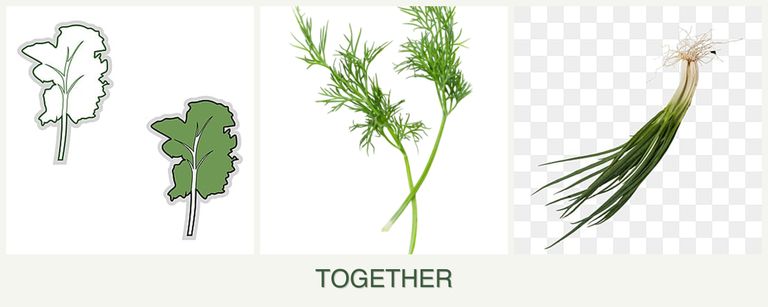 Can you plant kale, dill and chives together?