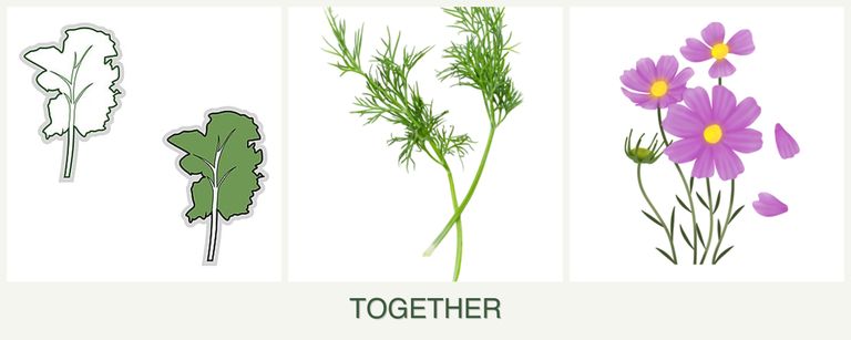 Can you plant kale, dill and cosmos together?