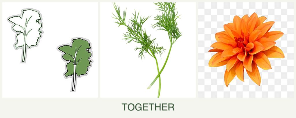 Can you plant kale, dill and dahlias together?