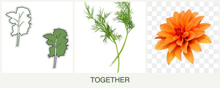 Can you plant kale, dill and dahlias together?