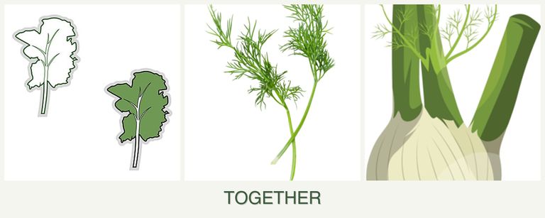Can you plant kale, dill and fennel together?