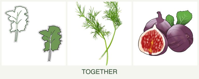 Can you plant kale, dill and figs together?