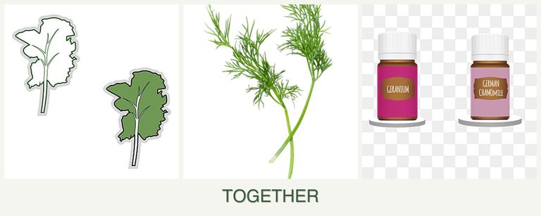 Can you plant kale, dill and geraniums together?