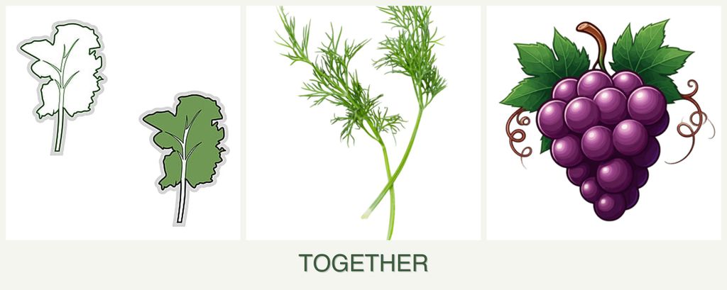 Can you plant kale, dill and grapes together?