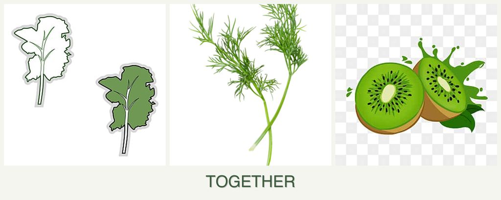Can you plant kale, dill and kiwi together?
