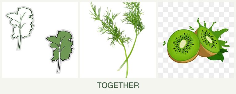 Can you plant kale, dill and kiwi together?