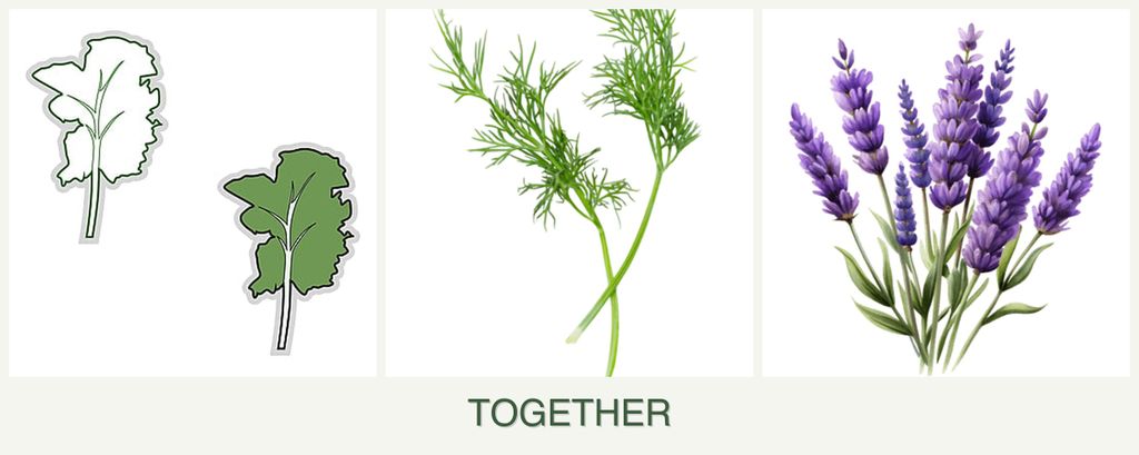 Can you plant kale, dill and lavender together?