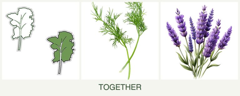 Can you plant kale, dill and lavender together?