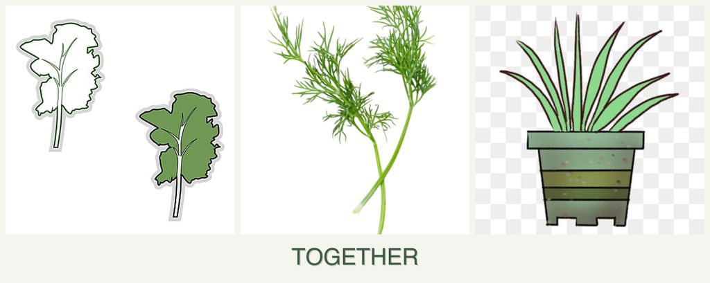 Can you plant kale, dill and lemongrass together?