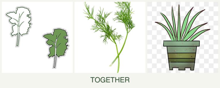 Can you plant kale, dill and lemongrass together?