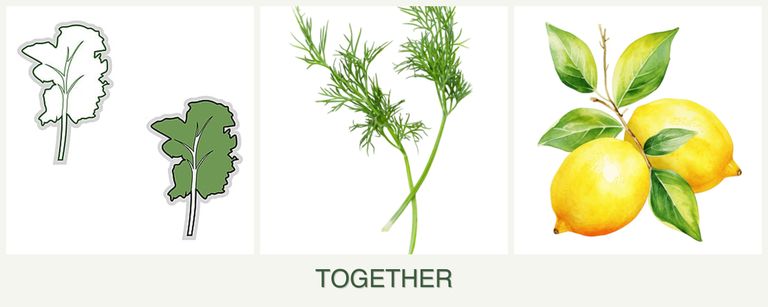 Can you plant kale, dill and lemons together?