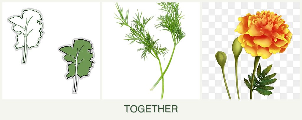 Can you plant kale, dill and marigolds together?