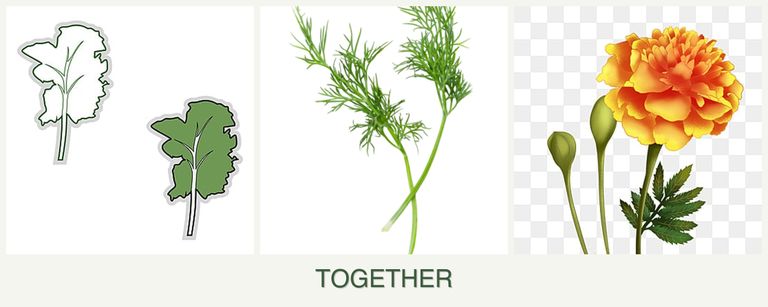 Can you plant kale, dill and marigolds together?