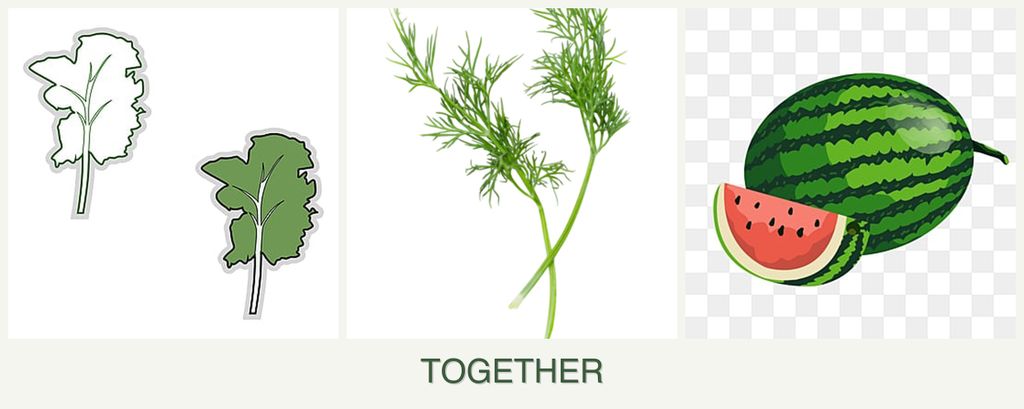 Can you plant kale, dill and melons together?