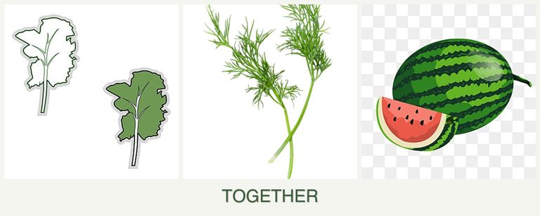 Can you plant kale, dill and melons together?