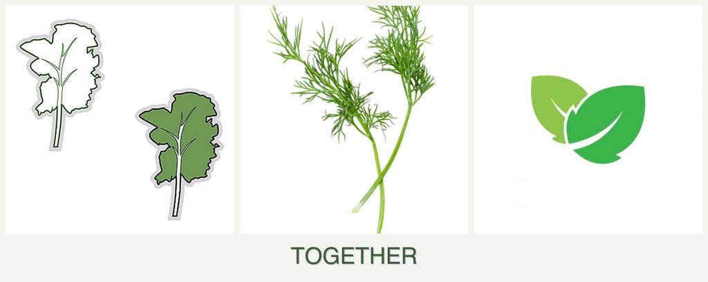 Can you plant kale, dill and mint together?