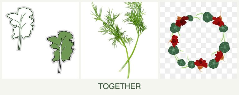 Can you plant kale, dill and nasturtiums together?