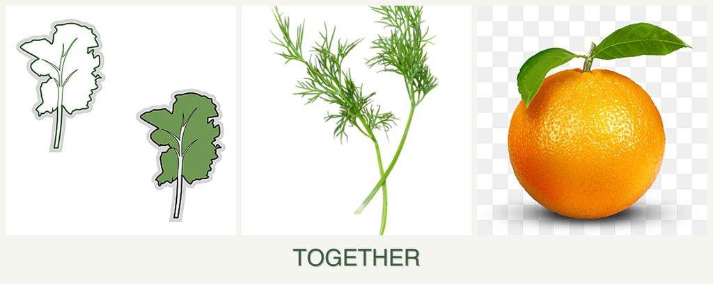 Can you plant kale, dill and oranges together?