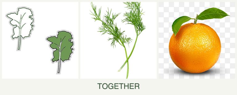 Can you plant kale, dill and oranges together?