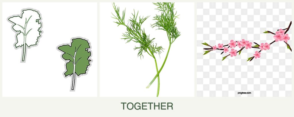 Can you plant kale, dill and peaches together?