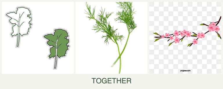 Can you plant kale, dill and peaches together?