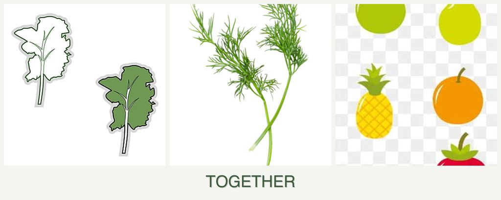 Can you plant kale, dill and pears together?