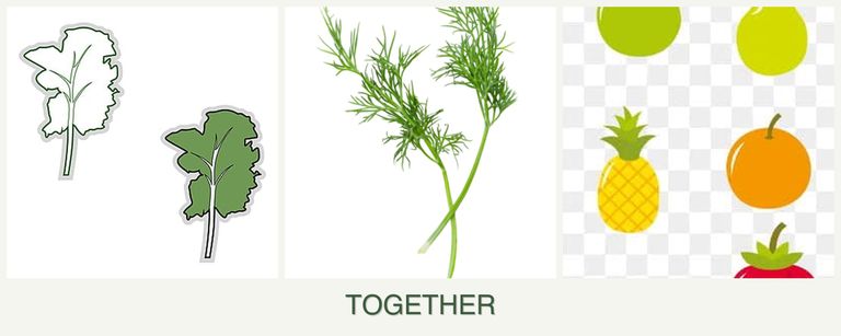 Can you plant kale, dill and pears together?