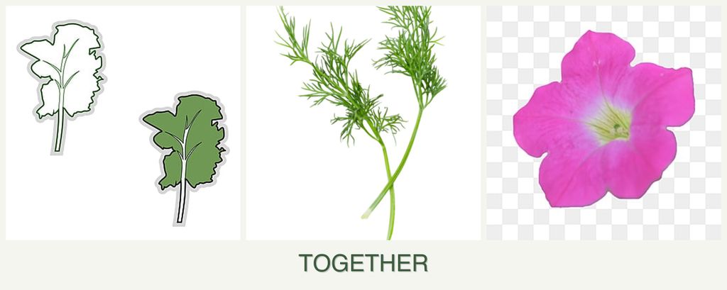 Can you plant kale, dill and petunias together?