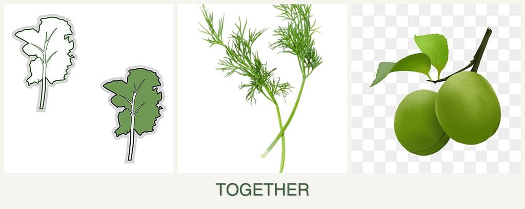 Can you plant kale, dill and plums together?