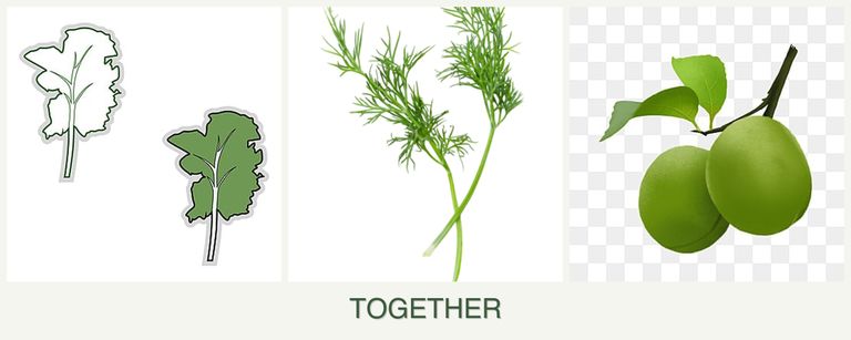 Can you plant kale, dill and plums together?