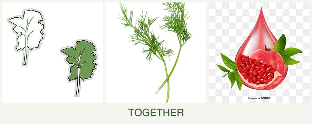 Can you plant kale, dill and pomegranates together?