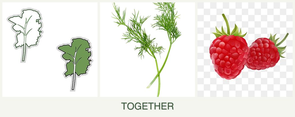 Can you plant kale, dill and raspberries together?