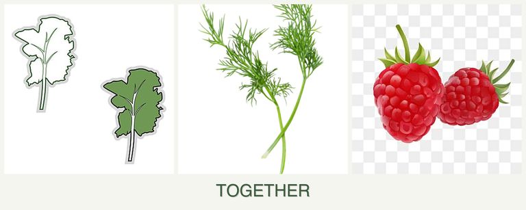 Can you plant kale, dill and raspberries together?