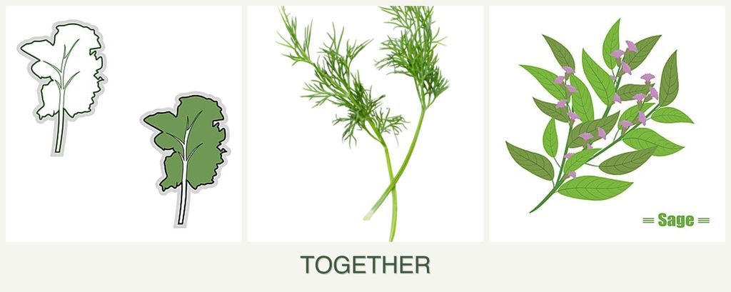 Can you plant kale, dill and sage together?