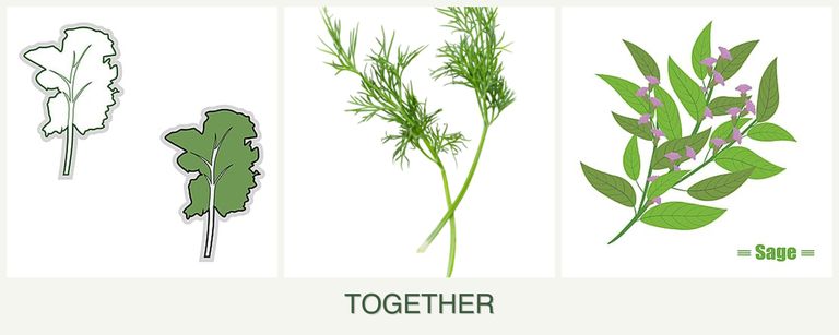 Can you plant kale, dill and sage together?