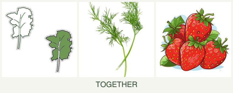 Can you plant kale, dill and strawberries together?