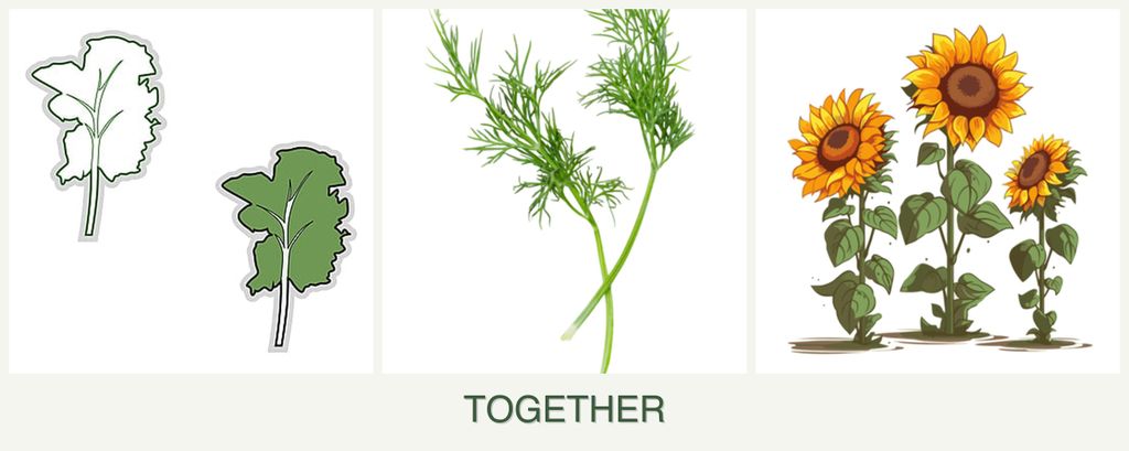 Can you plant kale, dill and sunflowers together?