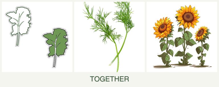 Can you plant kale, dill and sunflowers together?