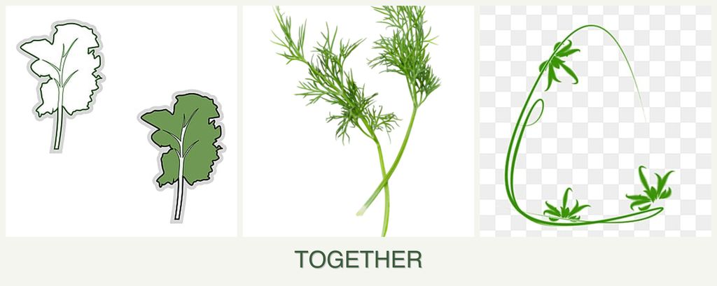 Can you plant kale, dill and tarragon together?