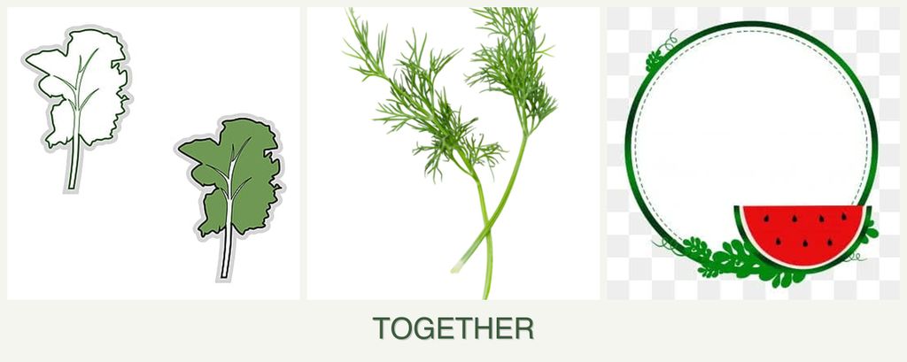 Can you plant kale, dill and watermelons together?