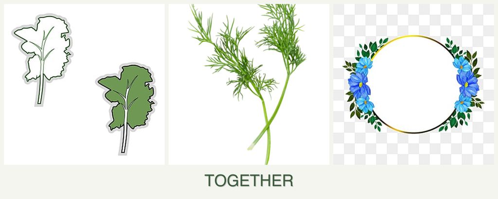 Can you plant kale, dill and zinnias together?