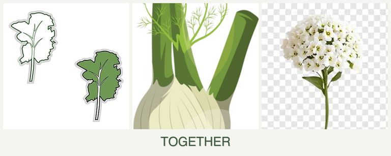 Can you plant kale, fennel and alyssum together?