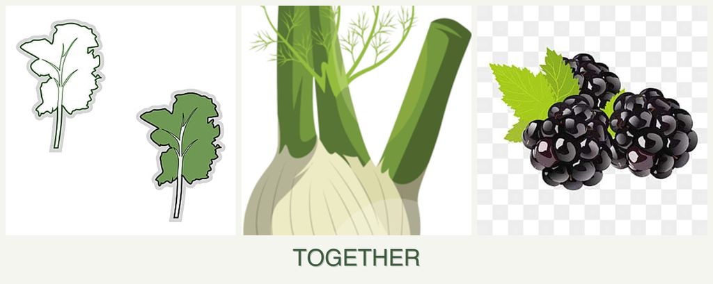 Can you plant kale, fennel and blackberries together?