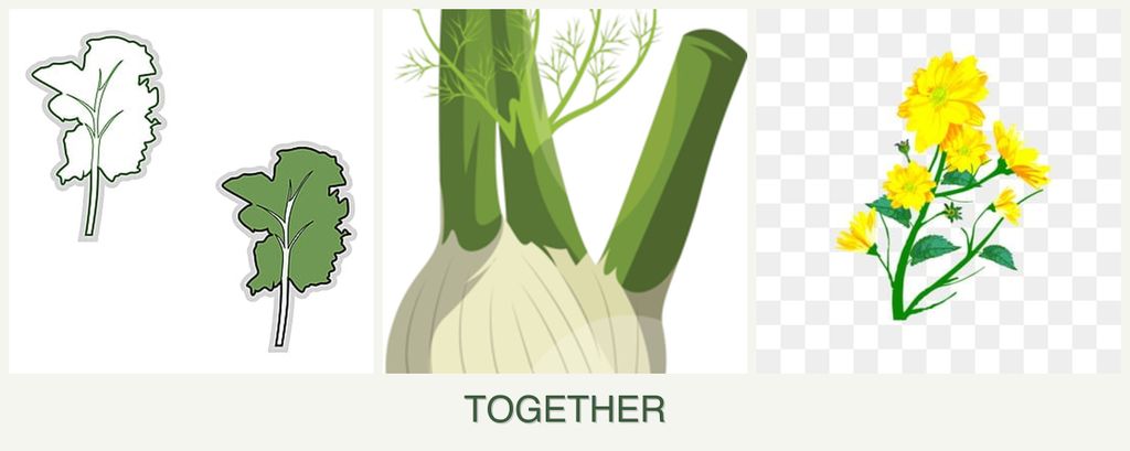 Can you plant kale, fennel and calendula together?
