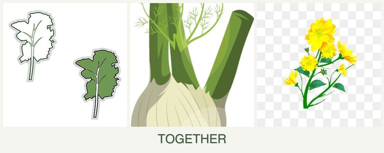 Can you plant kale, fennel and calendula together?
